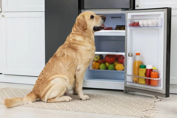 Cute Labrador Retriever near open refrigerator in kitchen