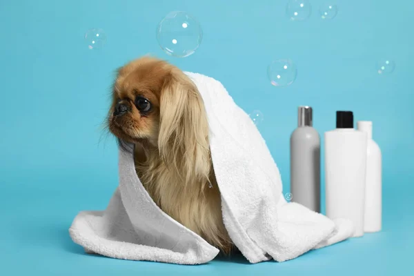 Cute Pekingese dog wrapped in towel, bottles and bubbles on light blue background. Pet hygiene