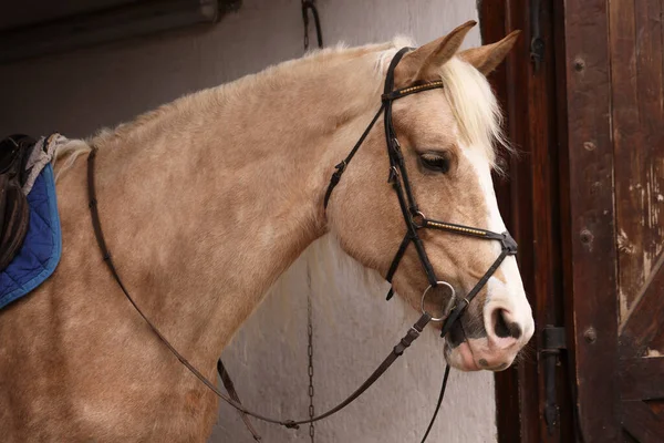 Rozkošný Kůň Stáji Krásný Domácí Mazlíček — Stock fotografie