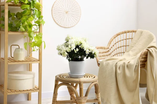 Schöne Azaleen Pflanze Blumentopf Auf Holztisch Zimmer — Stockfoto