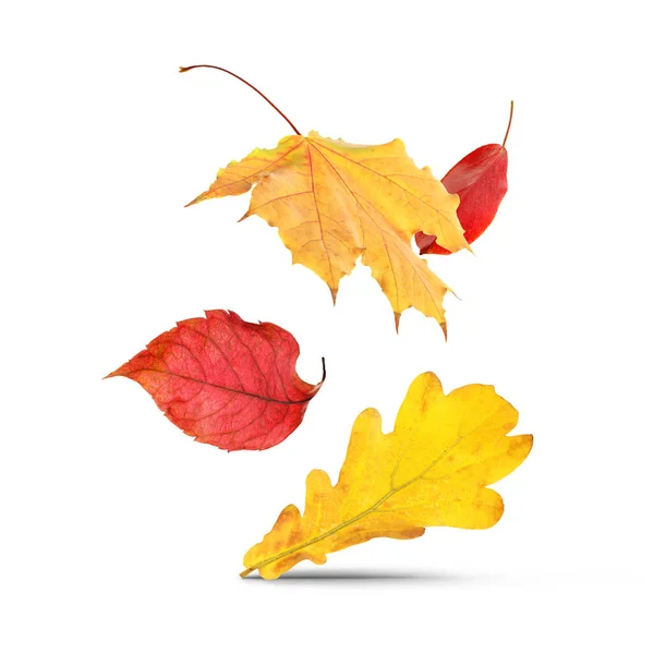 Verschillende Herfstbladeren Vallen Witte Achtergrond — Stockfoto