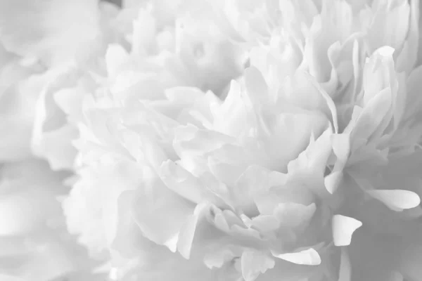 背景として美しい白い牡丹の花 クローズアップ — ストック写真