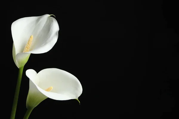 Beautiful calla lily flowers on black background. Space for text