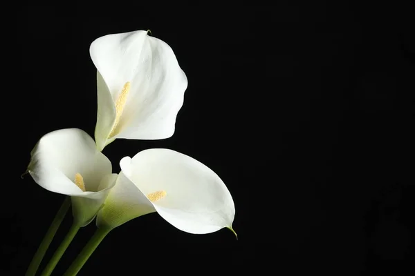 Όμορφα Λουλούδια Κρίνου Μαύρο Φόντο Χώρος Για Κείμενο — Φωτογραφία Αρχείου
