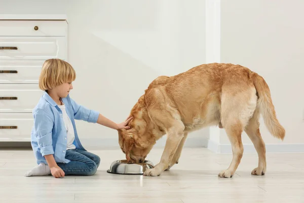 Cute Little Child Feeding Golden Retriever Home Adorable Pet — Fotografia de Stock