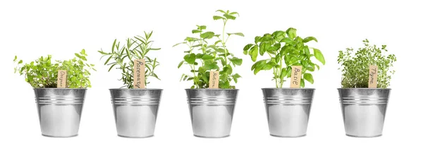 Herbal Yang Berbeda Tumbuh Dalam Pot Yang Diisolasi Dengan Warna — Stok Foto