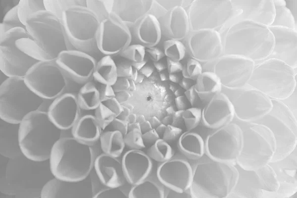 背景として美しい白いダリアの花 クローズアップ — ストック写真