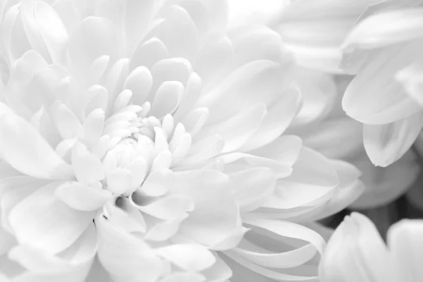 stock image Beautiful white chrysanthemum flowers as background, closeup