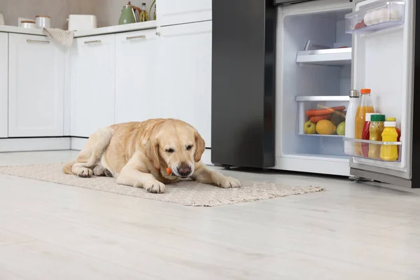 Cute Labrador Retriever eating carrot near refrigerator in kitchen