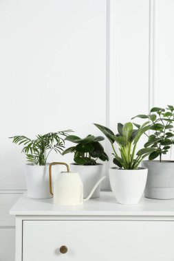 Beyaz duvarın yanındaki çekmecelerde saksıda bir sürü farklı ev bitkisi var.