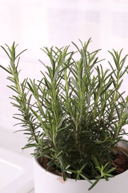 Beyaz arkaplanda kapta yeşil biberiye, yakın plan.