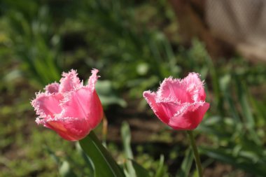 Bahçede yetişen güzel pembe lale çiçekleri. Bahar mevsimi