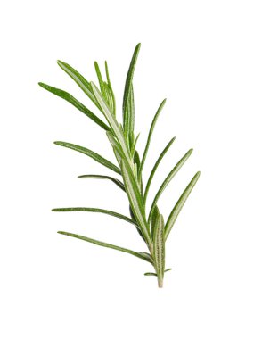 Taze biberiye beyaz izole fışkın