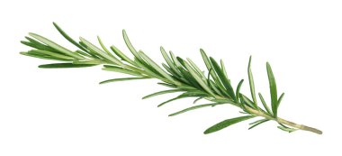 Taze biberiye beyaz izole fışkın