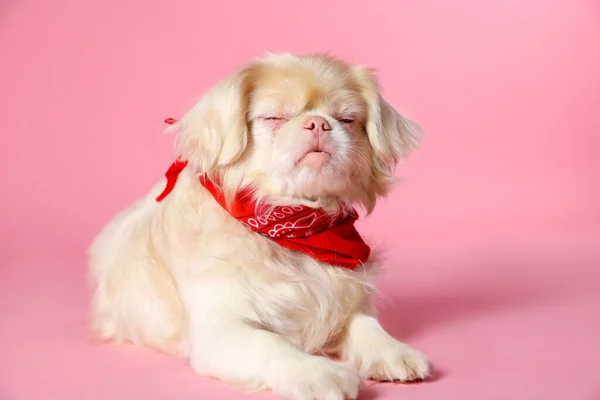 Cute Pekingese dog with bandana on pink background