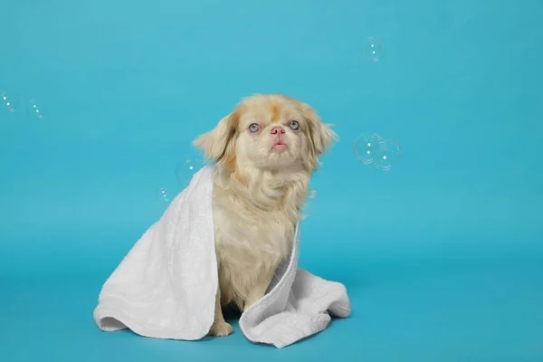 Cute Pekingese Dog Wrapped Towel Shampoo Bubbles Light Blue Background — Stock Photo, Image