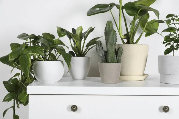 Many Different Houseplants Pots Chest Drawers White Wall Closeup — Stock Photo, Image