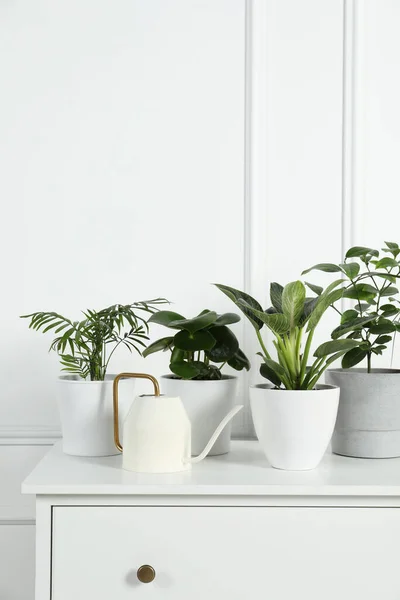 白い壁の近くの引き出しの箱の中の多くの異なる観葉植物 テキストのためのスペース — ストック写真