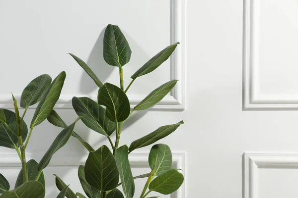 stock image Green ficus near white wall, space for text. Beautiful houseplant