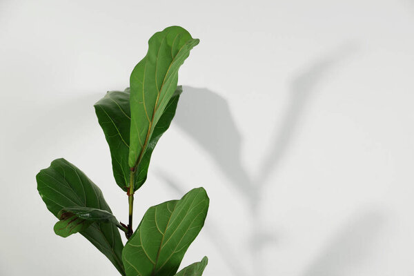 Green ficus near white wall, space for text. Beautiful houseplant