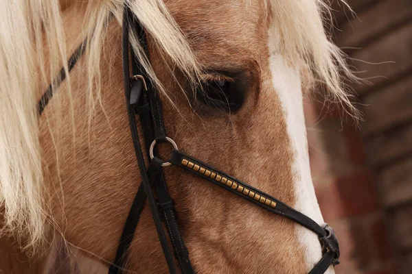 Adorabile Cavallo Con Briglie All Aperto Primo Piano Bel Animale — Foto Stock