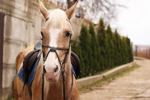 Roztomilý Kůň Kráčí Venku Prostor Pro Text Krásný Domácí Mazlíček — Stock fotografie