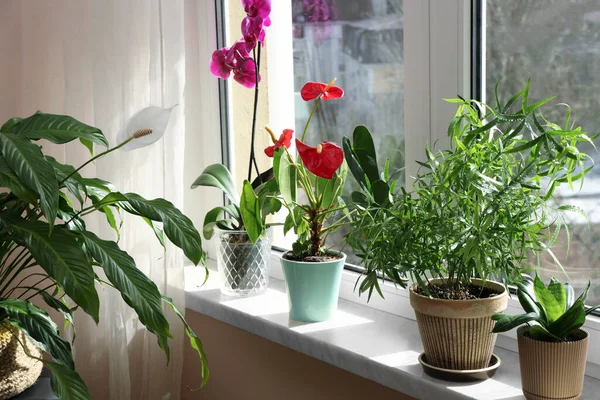 Indah Tanaman Rumah Dalam Pot Pada Jendela Dalam Ruangan — Stok Foto