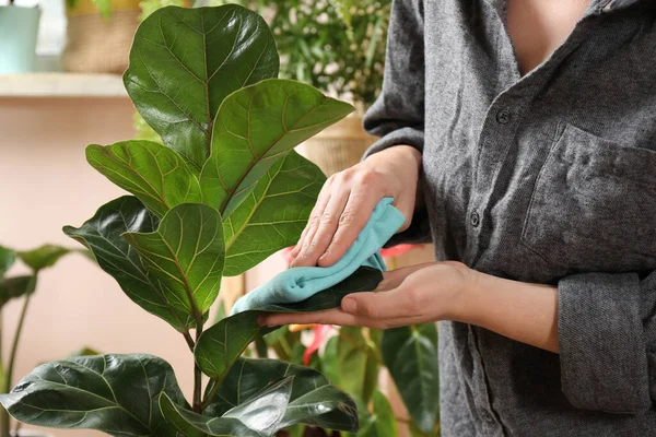 Γυναίκα Σκουπίζοντας Φύλλα Του Φυτού Σπίτι Ύφασμα Εσωτερικούς Χώρους Closeup — Φωτογραφία Αρχείου