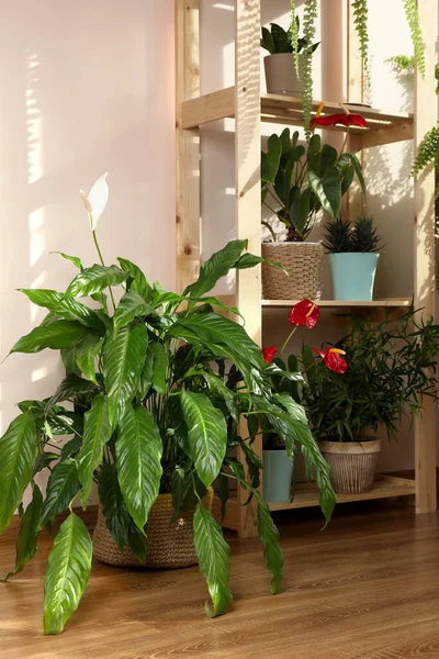 Belas Plantas Sala Potes Dentro Casa Decoração Casa — Fotografia de Stock