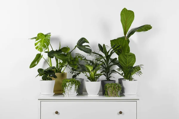 Многие Красивые Зеленые Горшки Комнатные Растения Белом Ящике Ящиков Помещении — стоковое фото