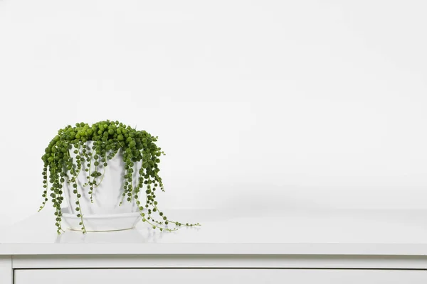 Bella Pianta Appartamento Verde Vaso Tavolo Bianco All Interno Spazio — Foto Stock