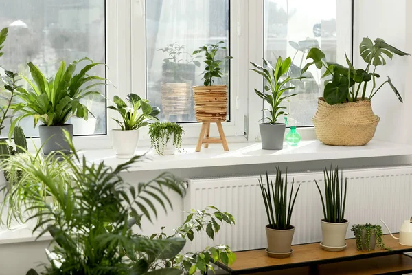 Banyak Tanaman Hias Indah Tumbuh Dekat Jendela Dalam Ruangan — Stok Foto