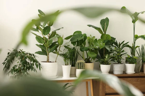 Muitas Plantas Sala Envasadas Diferentes Móveis Dentro Casa — Fotografia de Stock