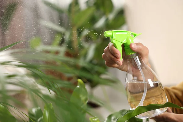 stock image Woman spraying beautiful houseplant leaves with water, closeup