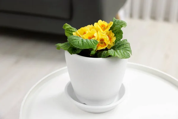 Indah Tanaman Primrose Dalam Pot Bunga Meja Putih Dalam Ruangan — Stok Foto