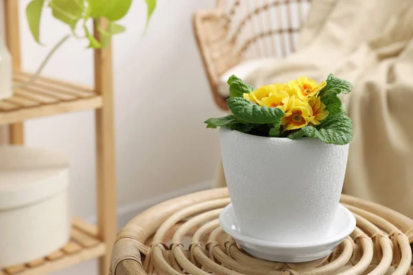 Indah Tanaman Primrose Dalam Pot Bunga Meja Kayu Dalam Ruangan — Stok Foto