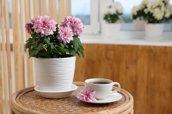 Hermosa Planta Crisantemo Maceta Taza Café Mesa Madera Interior Espacio — Foto de Stock