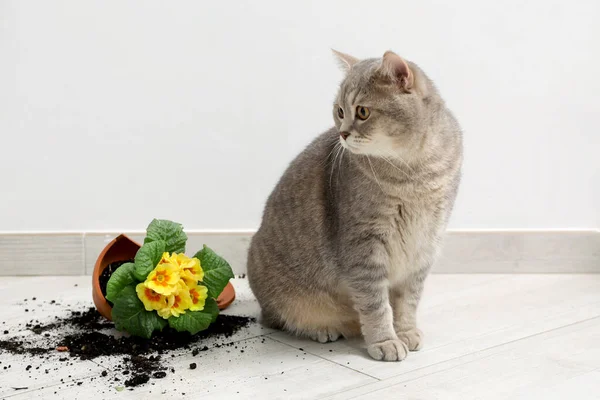 Cute Cat Broken Flower Pot Primrose Plant Floor Indoors — Stock Photo, Image