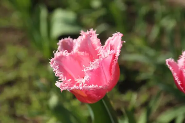 아름다운 분홍빛 정원에서 자라고 클로즈업입니다 — 스톡 사진
