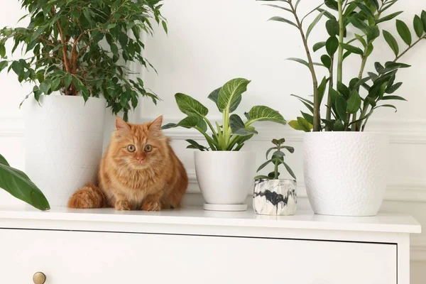 Bedårande Katt Nära Gröna Krukväxter Byrå Hemma — Stockfoto
