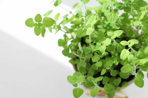 stock image Fresh potted oregano on white background, above view. Space for text