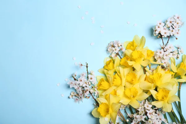 Hermosos Narcisos Amarillos Flor Cerezo Sobre Fondo Azul Claro Puesta — Foto de Stock