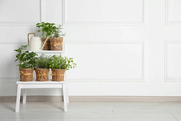 Différentes Herbes Aromatiques Pot Arrosoir Sur Stand Près Mur Blanc — Photo