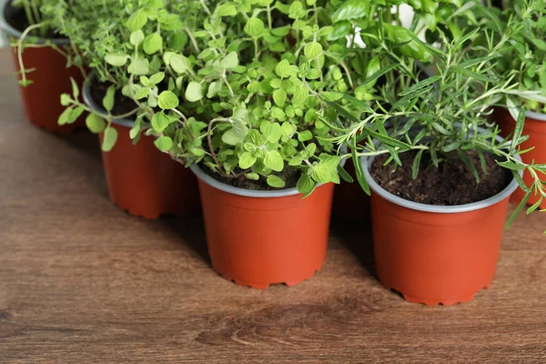 stock image Different aromatic potted herbs on wooden table, closeup