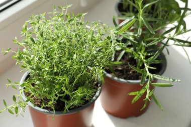 Pencere pervazında farklı taze otlar, yakın plan.