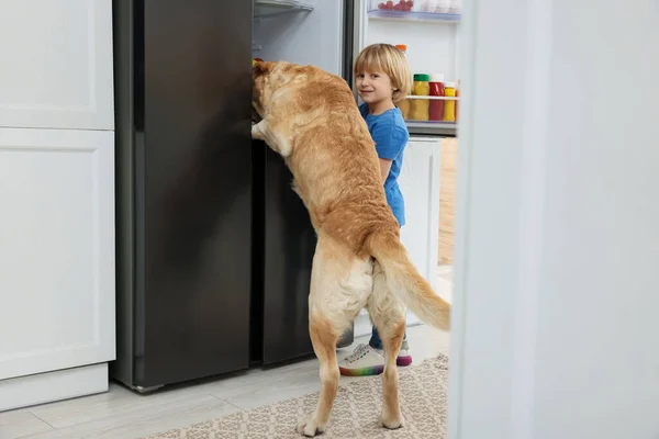 Menino Bonito Labrador Retriever Procura Comida Geladeira Dentro Casa — Fotografia de Stock