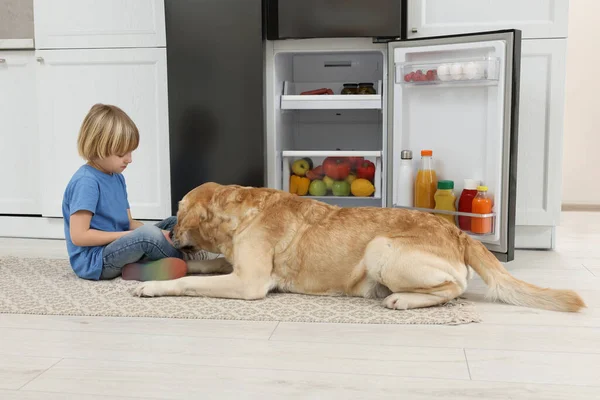 Menino Alimentando Bonito Labrador Retriever Perto Geladeira Cozinha — Fotografia de Stock