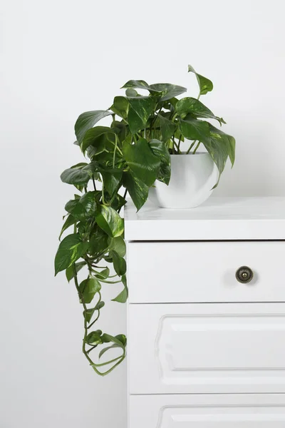 Potted Aureum Chest Drawers White Wall Beautiful Houseplant — Stock Photo, Image