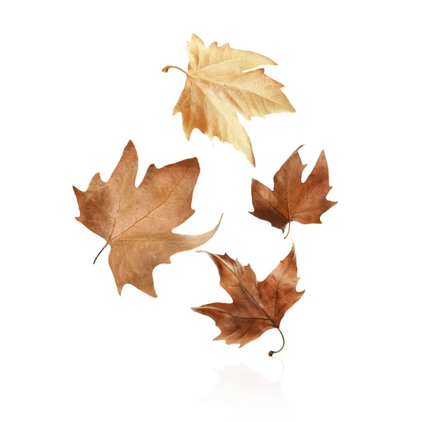 Verschillende Herfstbladeren Vallen Witte Achtergrond — Stockfoto