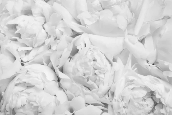 Belles Fleurs Pivoine Blanche Comme Fond Gros Plan — Photo